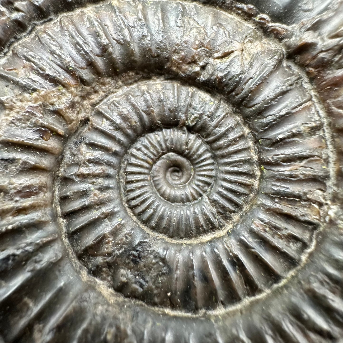 Dactylioceras Ammonite Fossil With Box And Stand - Whitby, North Yorkshire Jurassic Coast Yorkshire Fossils