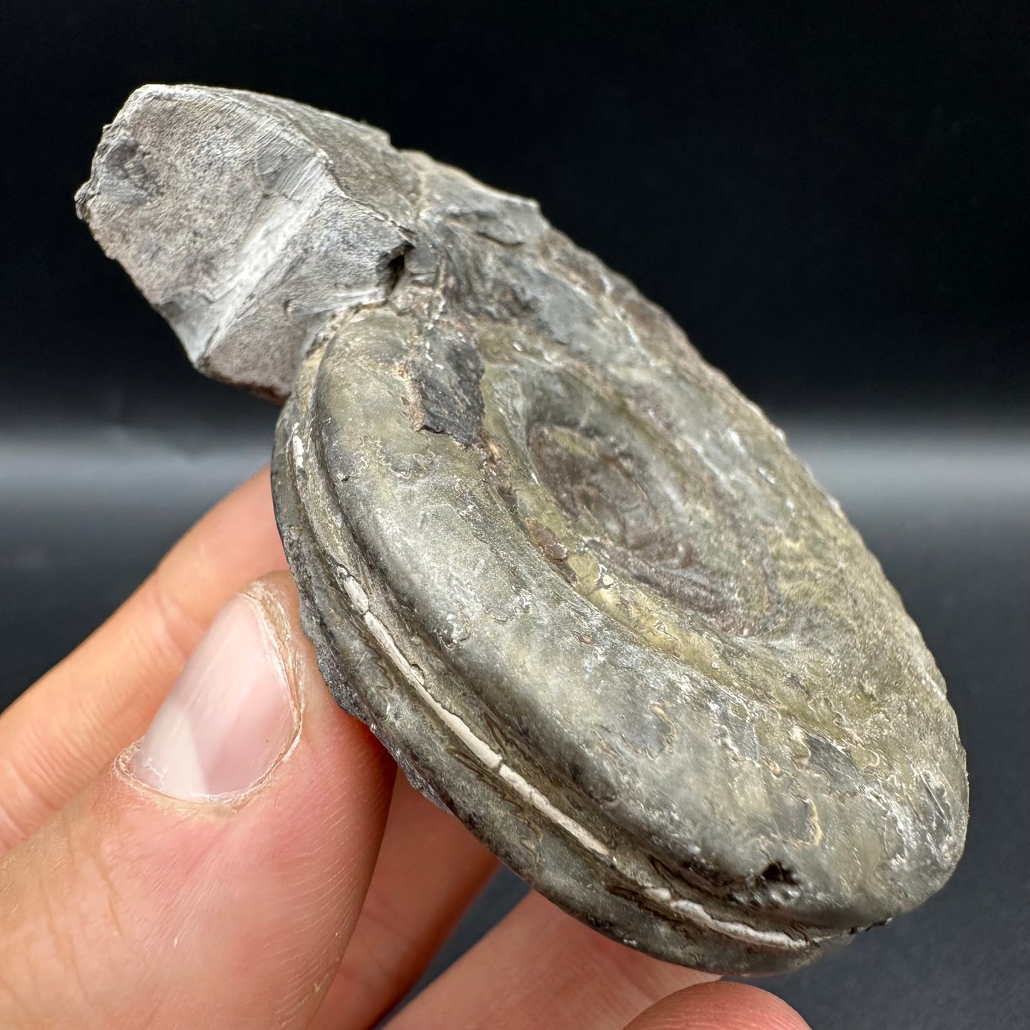 Hildoceras semipolitum Ammonite fossil with box and stand - Whitby, North Yorkshire Jurassic Coast, Yorkshire Fossils from the Jurassic Coast