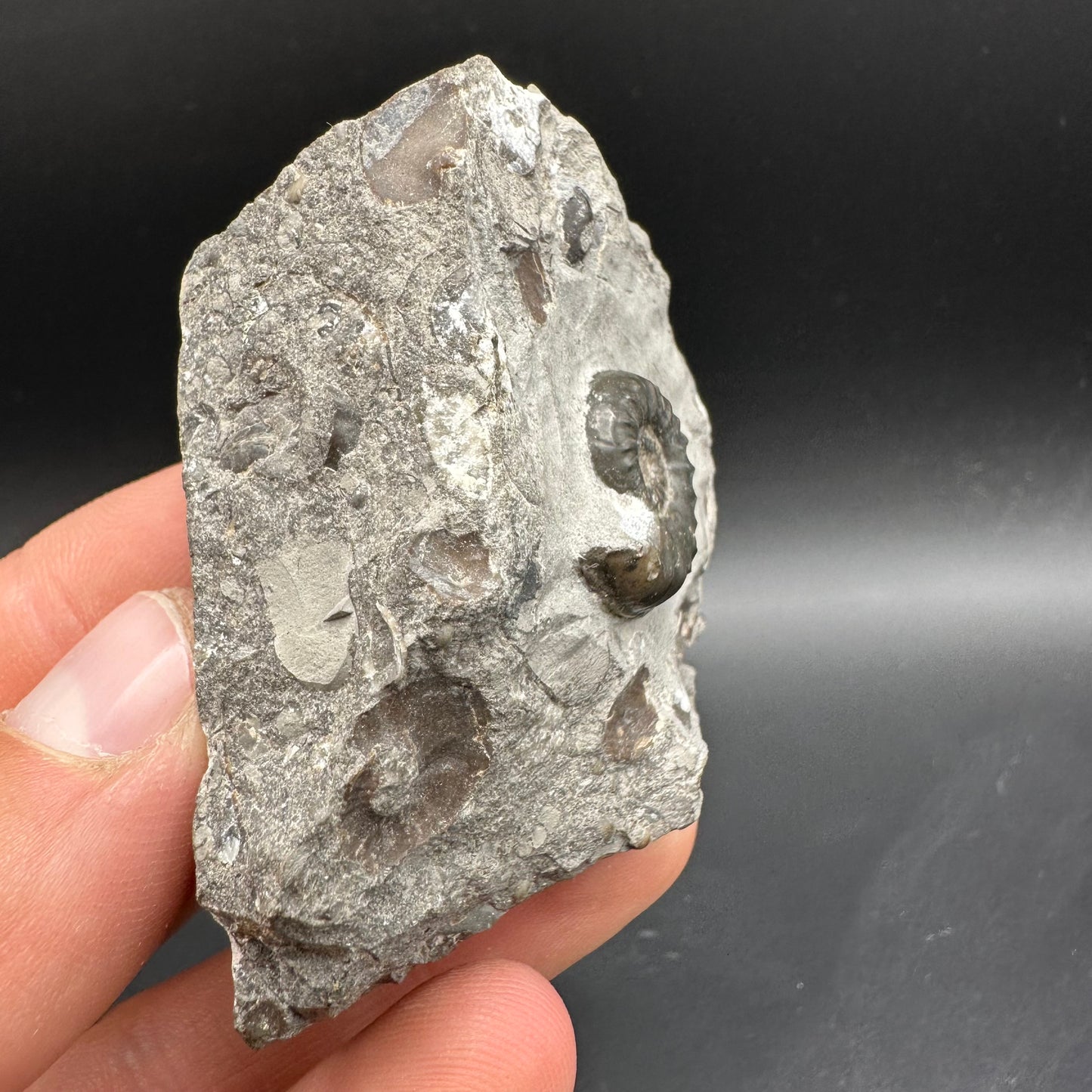 Agassiceras sp. ammonite fossil with box and stand - Whitby, North Yorkshire Jurassic Coast Yorkshire Fossils
