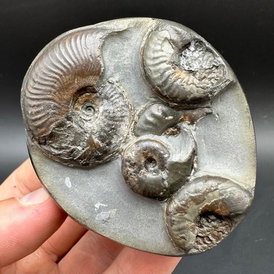 Golden Egg (GENUINE) Ammonite Fossil With Stand - Whitby, North Yorkshire Jurassic Coast Yorkshire Fossils