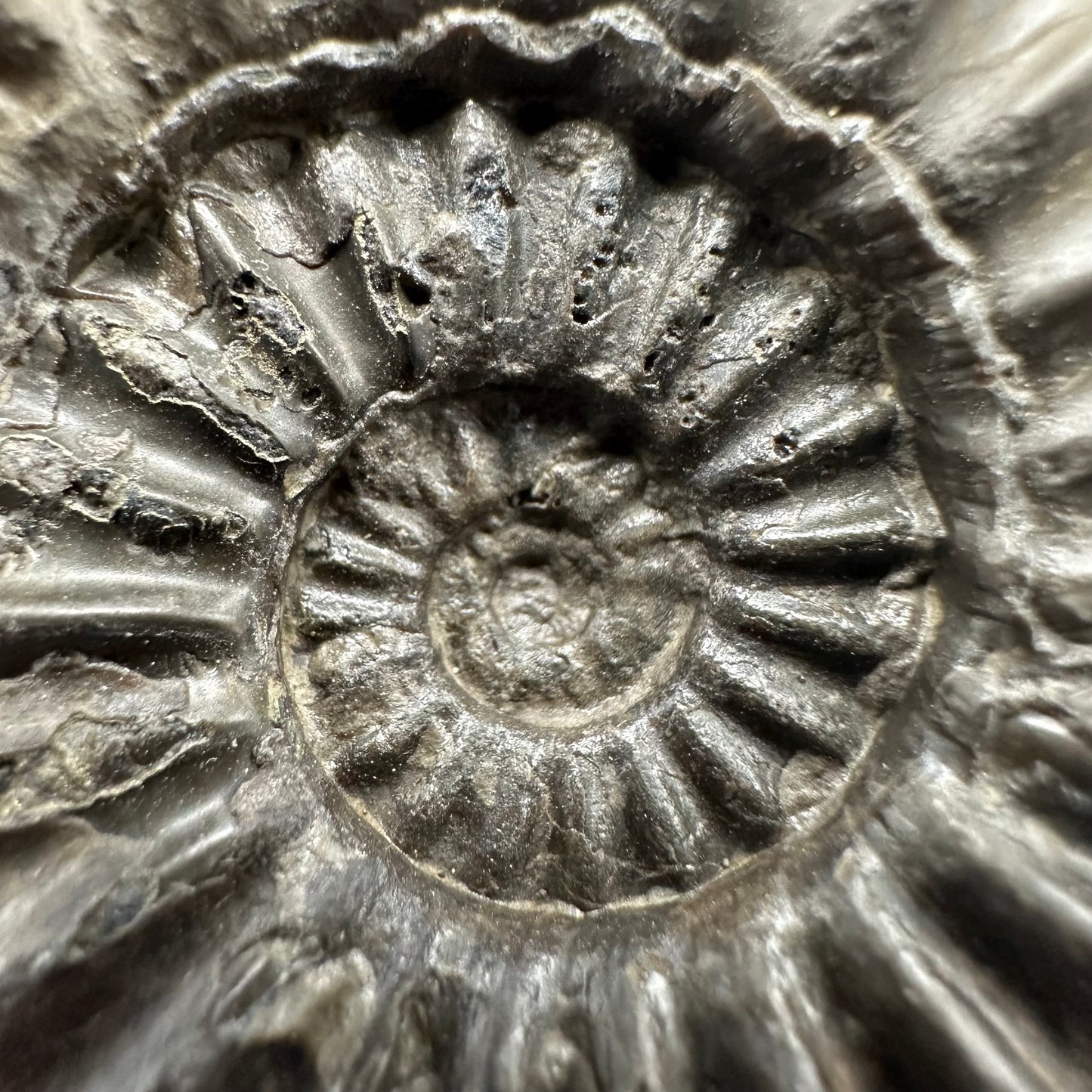 Asteroceras Ammonite fossil with box and stand - Whitby, North Yorkshire Jurassic Coast Yorkshire Fossils