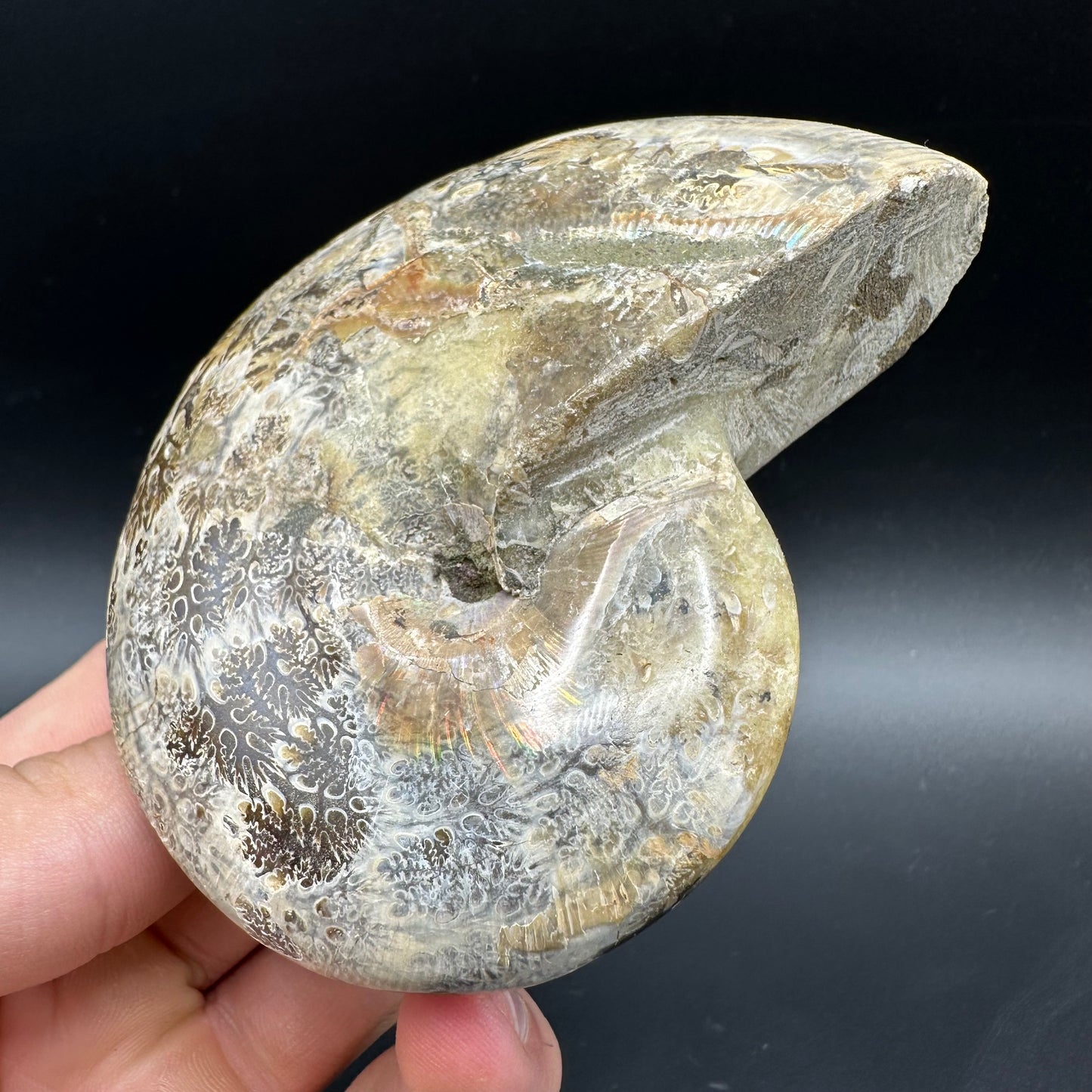 Phylloceras Ammonite Fossil With Box And Stand - Cretaceous Ammonite Madagascar