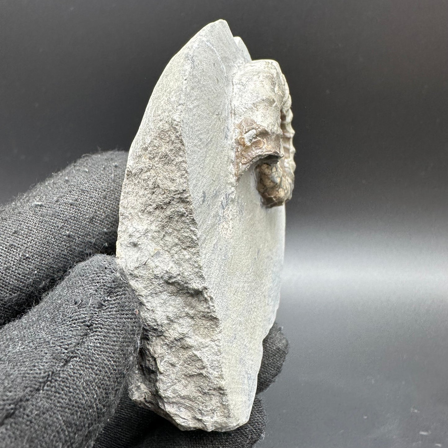 Eugassiceras Ammonite shell fossil with box and stand - Whitby, North Yorkshire Jurassic Coast Yorkshire Fossils