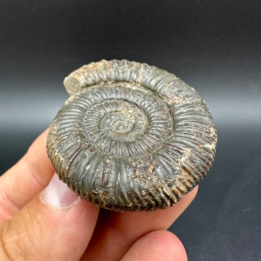 Dactylioceras Ammonite Fossil With Box And Stand - Whitby, North Yorkshire Jurassic Coast Yorkshire Fossils