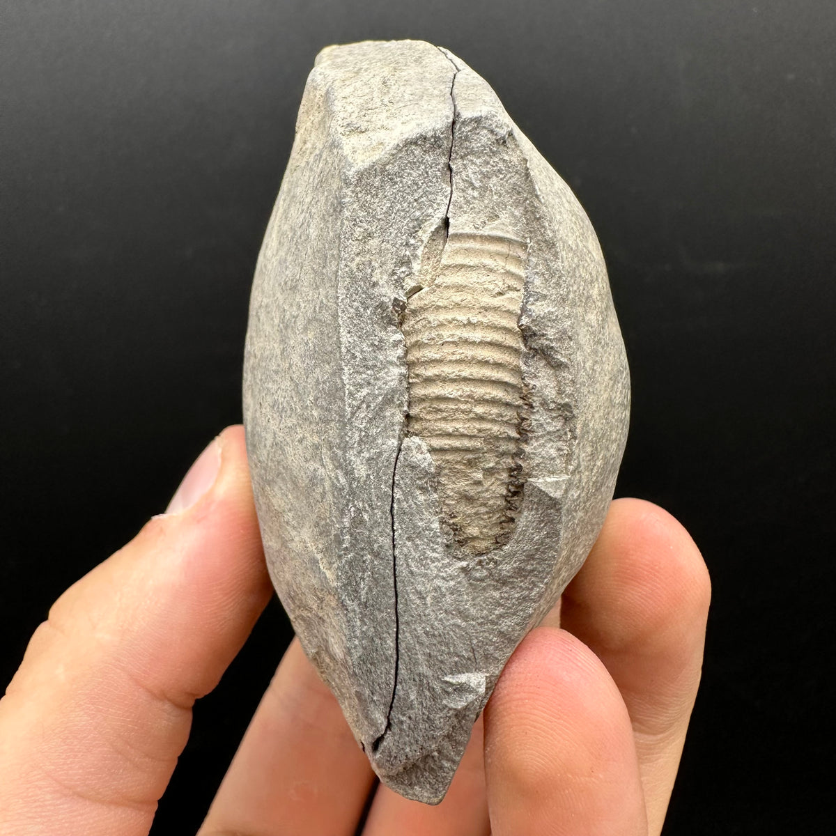 Dactylioceras Ammonite nodule (split pair) Fossil With Box And Stand - Whitby, North Yorkshire Jurassic Coast Yorkshire Fossils