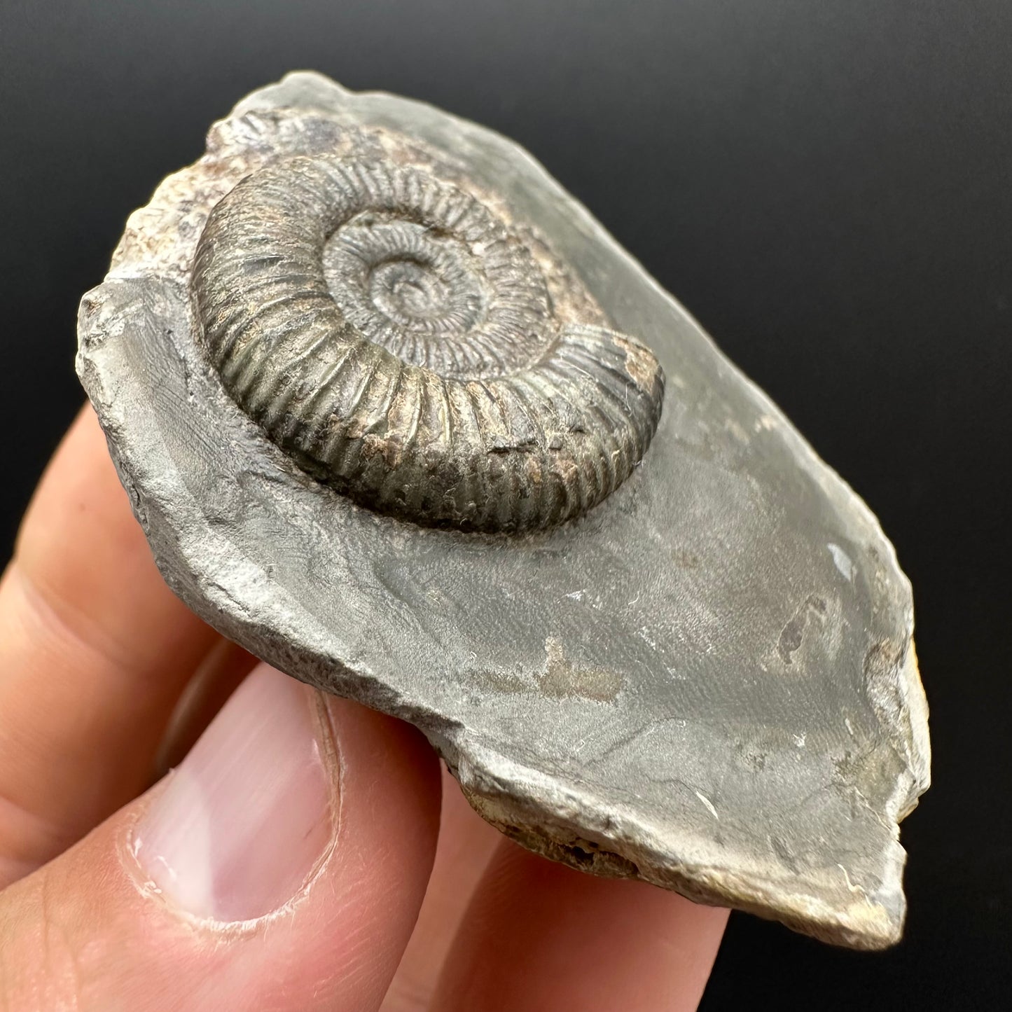Dactylioceras Ammonite Fossil Gift Set - Whitby, North Yorkshire Jurassic Coast Yorkshire Fossils