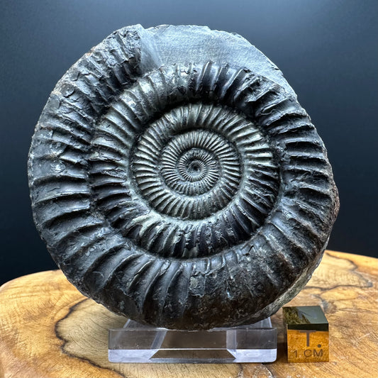 Golden Dactylioceras Ammonite Fossil With box and Stand - Whitby, North Yorkshire Jurassic Coast Yorkshire Fossils
