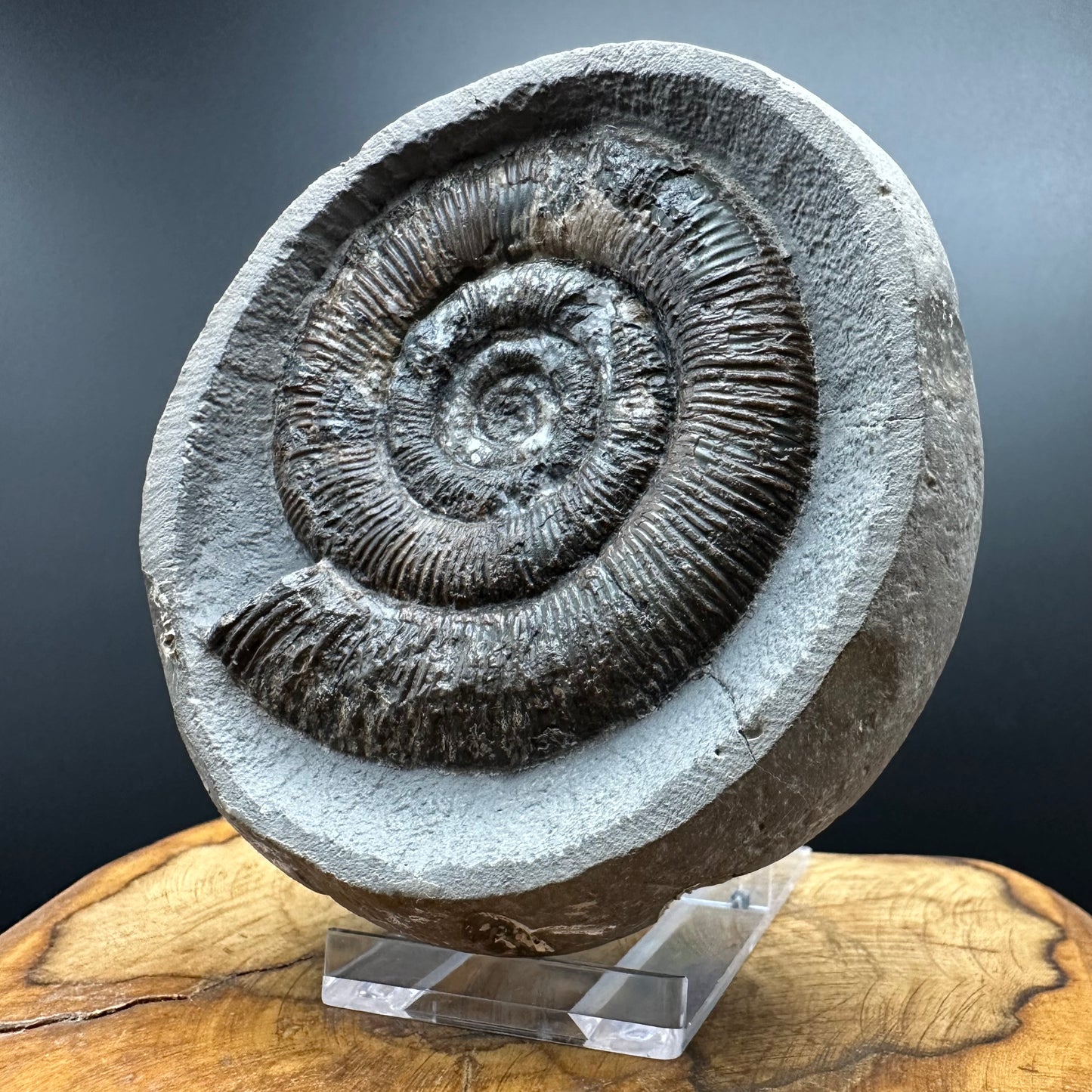 Dactylioceras tenuicostatum Ammonite fossil with box and stand - Whitby, North Yorkshire Jurassic Coast