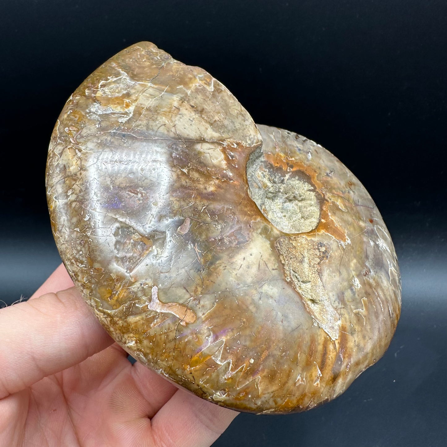 Cleoniceras Ammonite Fossil With Box And Stand - Cretaceous Ammonite Madagascar