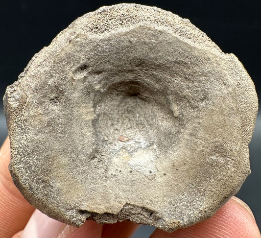 Ichthyosaur Vertebra fossil with box and stand - Whitby, North Yorkshire Jurassic Coast, Yorkshire fossils found on the Jurassic Coast