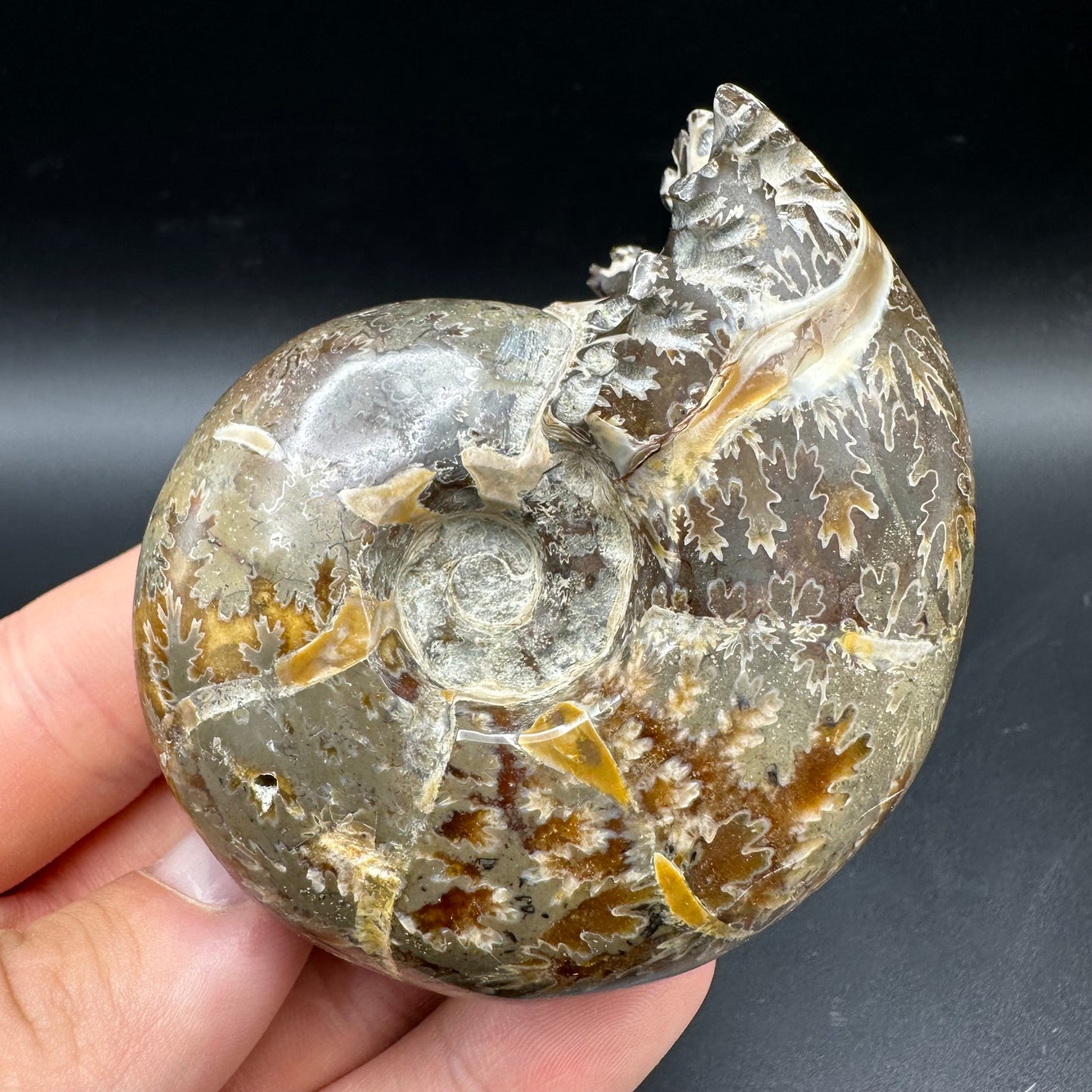 Puzosia Ammonite Fossil With Box And Stand - Cretaceous Ammonite Madagascar