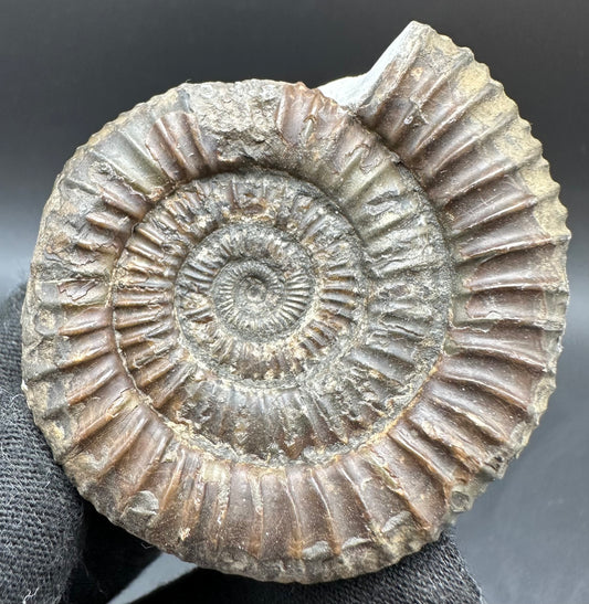 Dactylioceras Ammonite Fossil With Box And Stand - Whitby, North Yorkshire Jurassic Coast Yorkshire Fossils