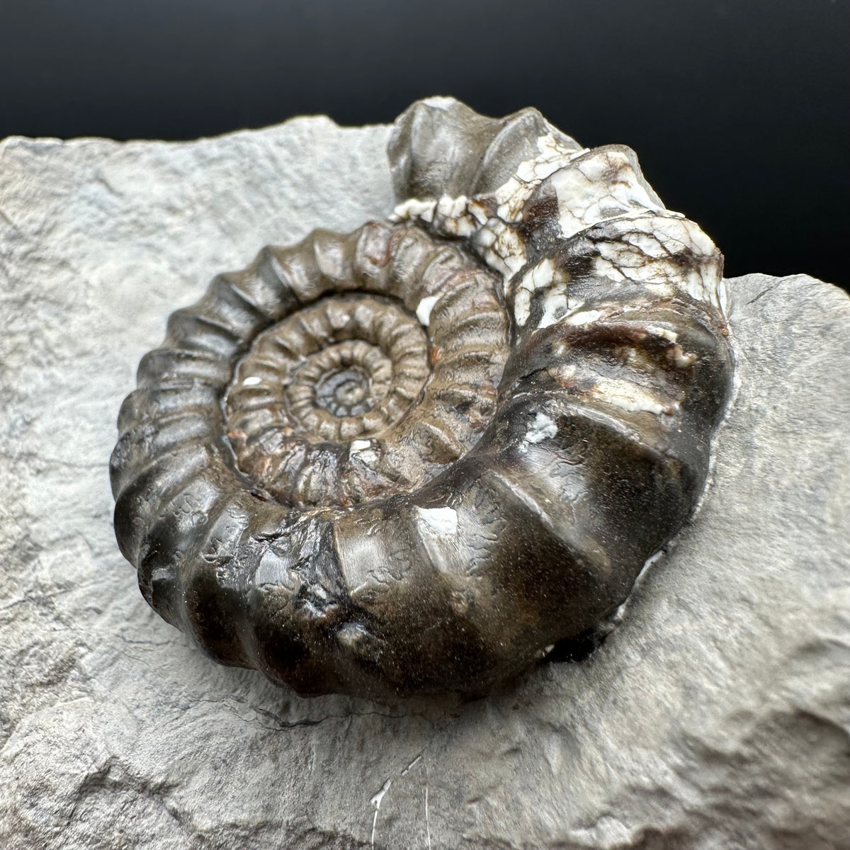 Androgynoceras maculatum ammonite fossil with stand - Whitby, North Yorkshire Jurassic Coast Yorkshire Fossils