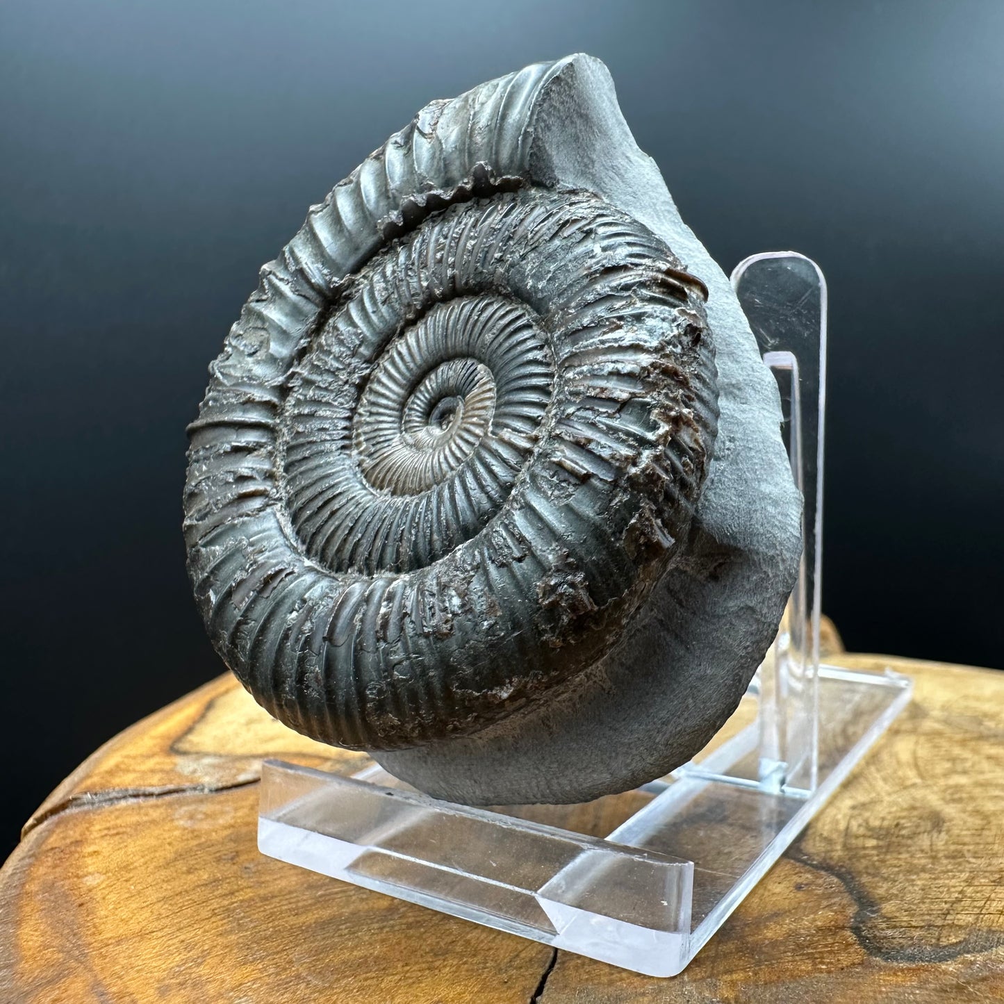 Dactylioceras Ammonite Fossil With box and Stand - Whitby, North Yorkshire Jurassic Coast Yorkshire Fossils