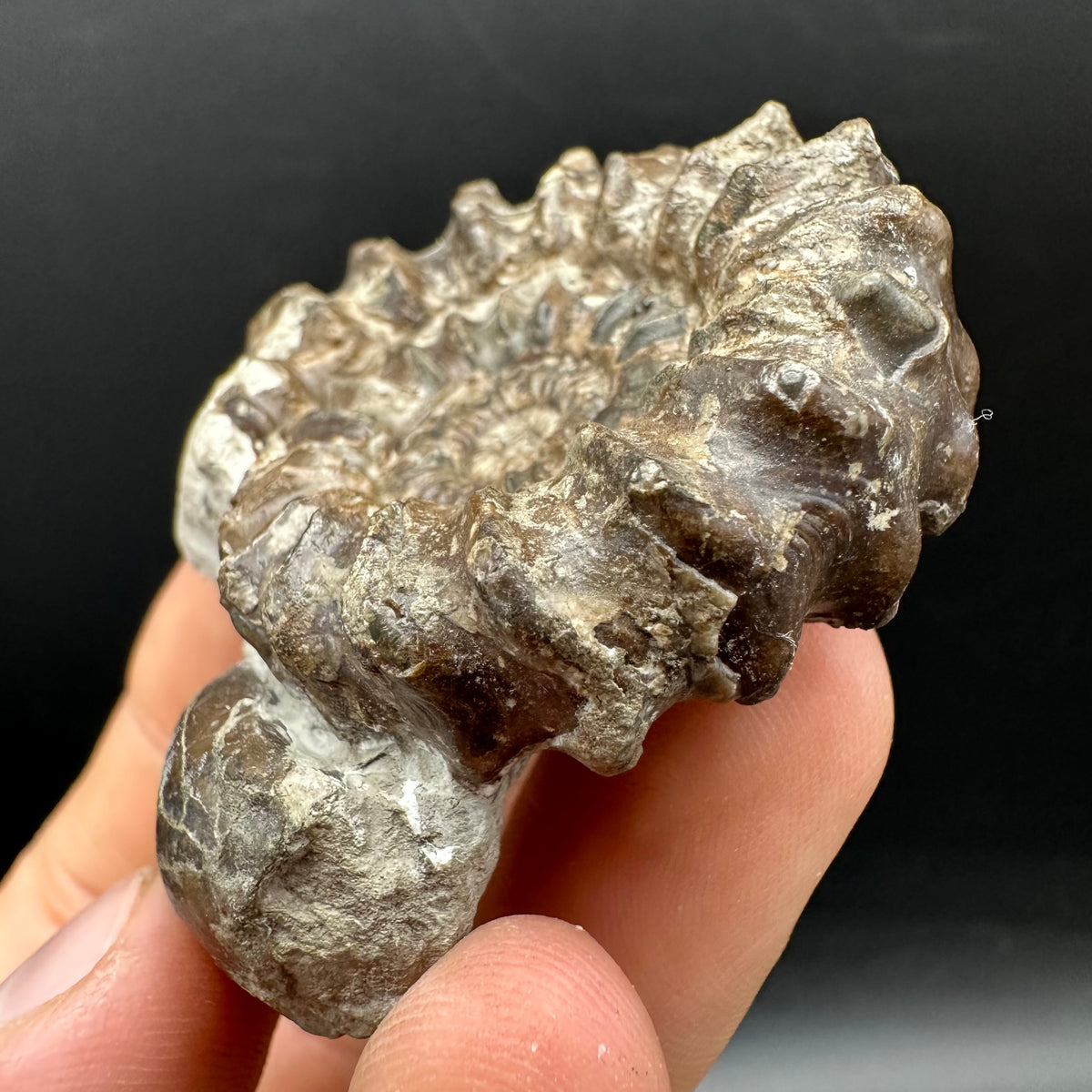 Oistoceras figulinum ammonite fossil with box and stand - Whitby, North Yorkshire Jurassic Coast Yorkshire Fossils