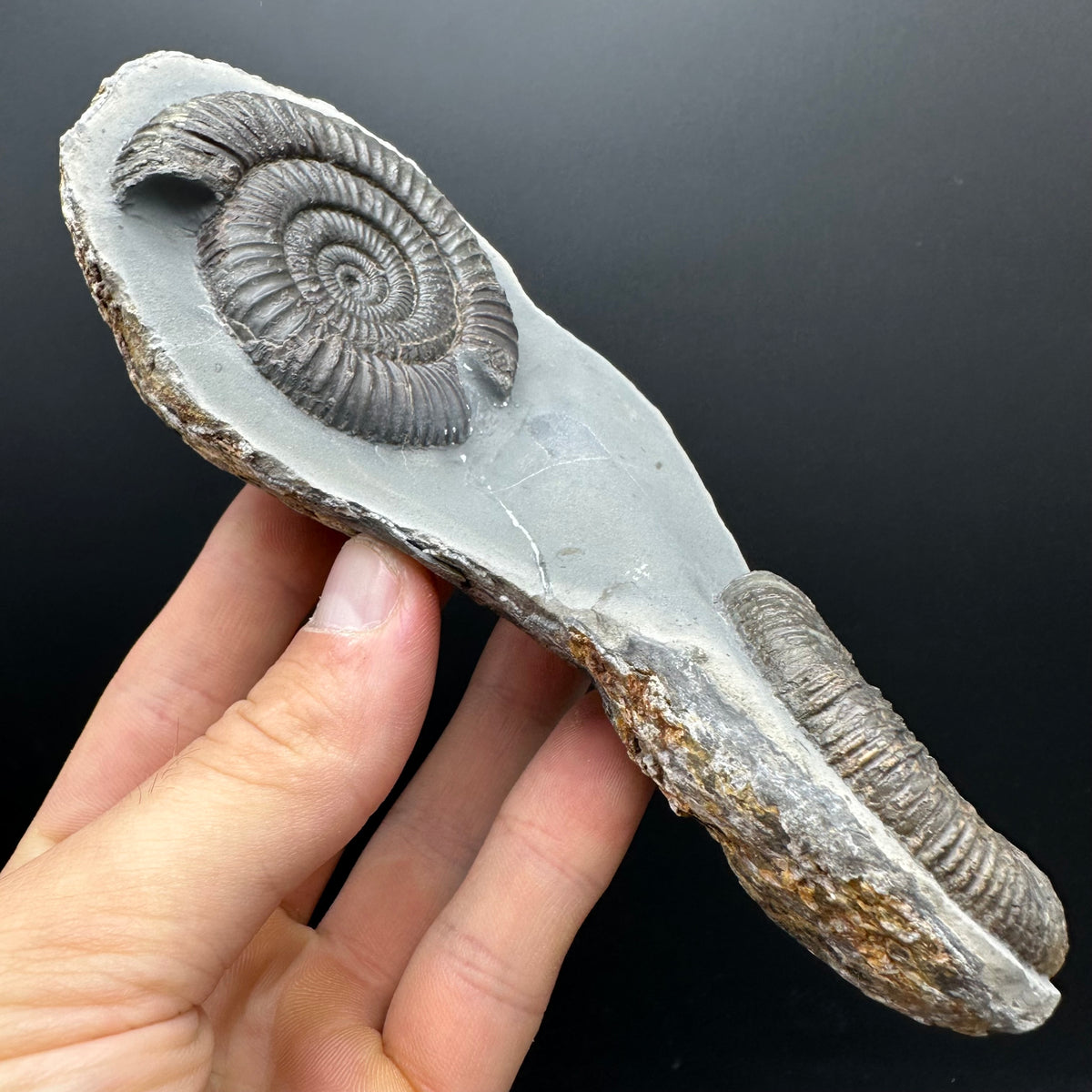 Dactylioceras Ammonite Fossil With Stand - Whitby, North Yorkshire Jurassic Coast Yorkshire Fossils