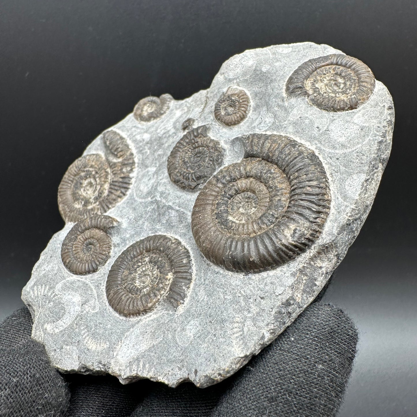 Gracile Multi-block Ammonite Fossil With Box And Stand - Whitby, North Yorkshire Jurassic Coast Yorkshire Fossils