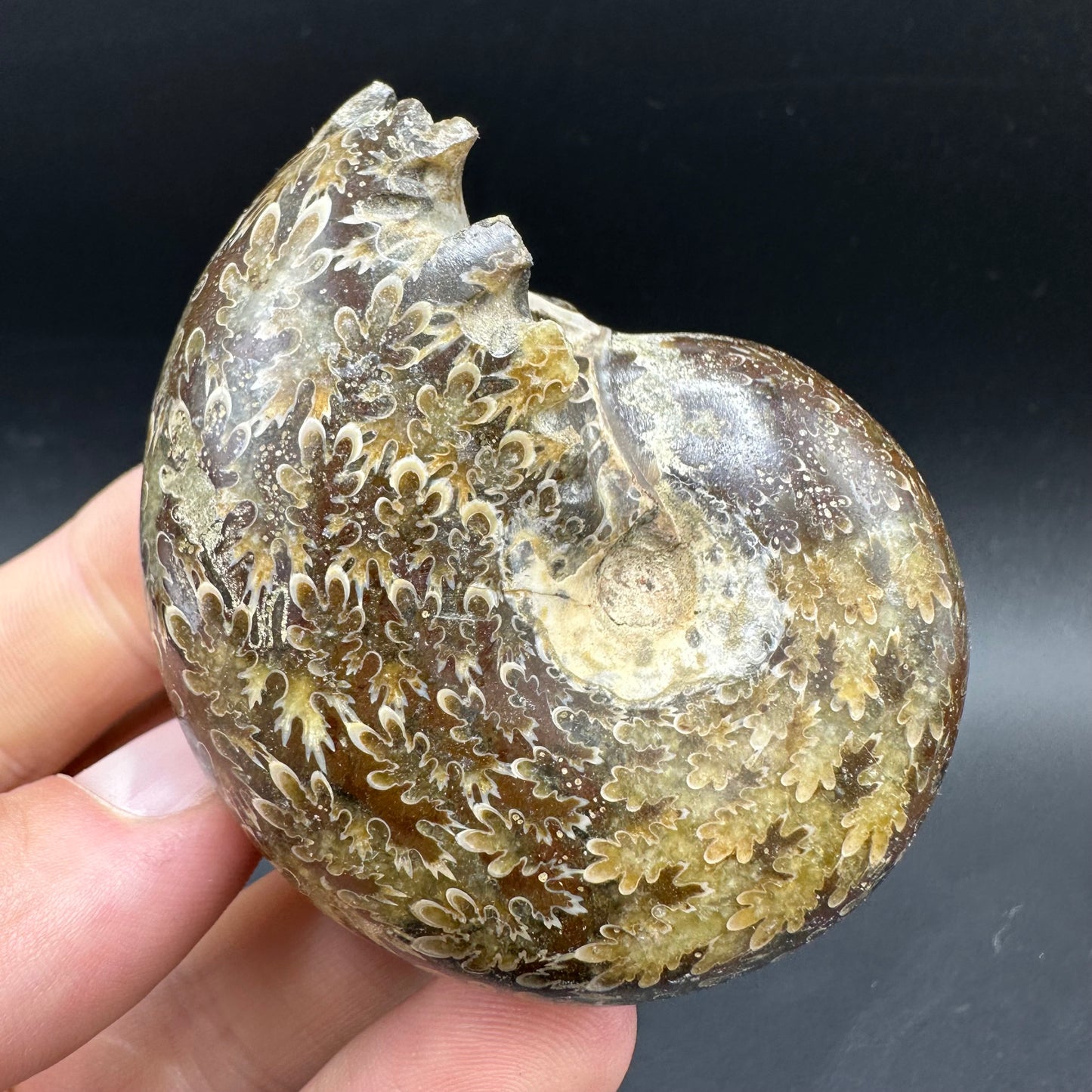 Phylloceras Ammonite Fossil With Box And Stand - Cretaceous Ammonite Madagascar