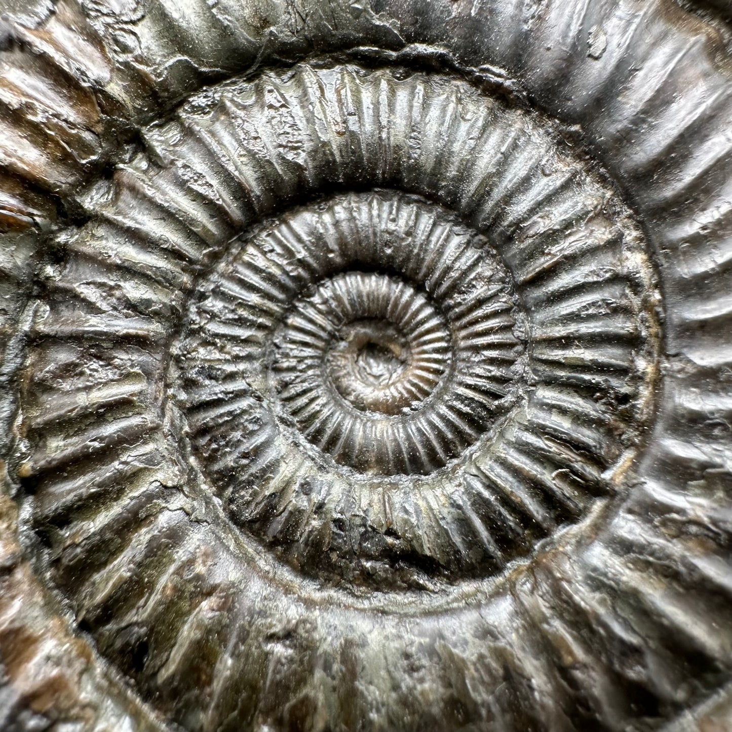 Dactylioceras Ammonite Fossil With Box And Stand - Whitby, North Yorkshire Jurassic Coast Yorkshire Fossils