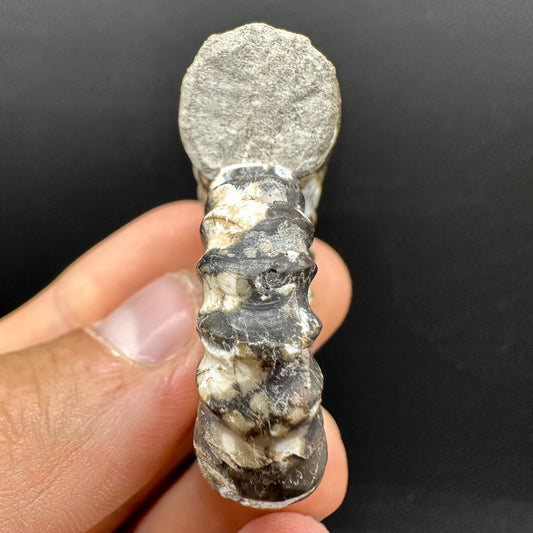 Androgynoceras maculatum ammonite fossil with box and stand - Whitby, North Yorkshire Jurassic Coast Yorkshire Fossils