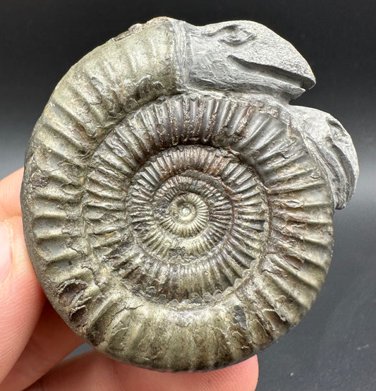 Hydra Snakestone Ammonite Fossil With Bag/Box And Stand - Whitby, North Yorkshire Jurassic Coast Yorkshire Fossils