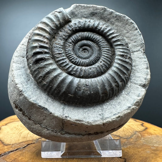 Dactylioceras Ammonite Fossil With box and Stand - Whitby, North Yorkshire Jurassic Coast Yorkshire Fossils