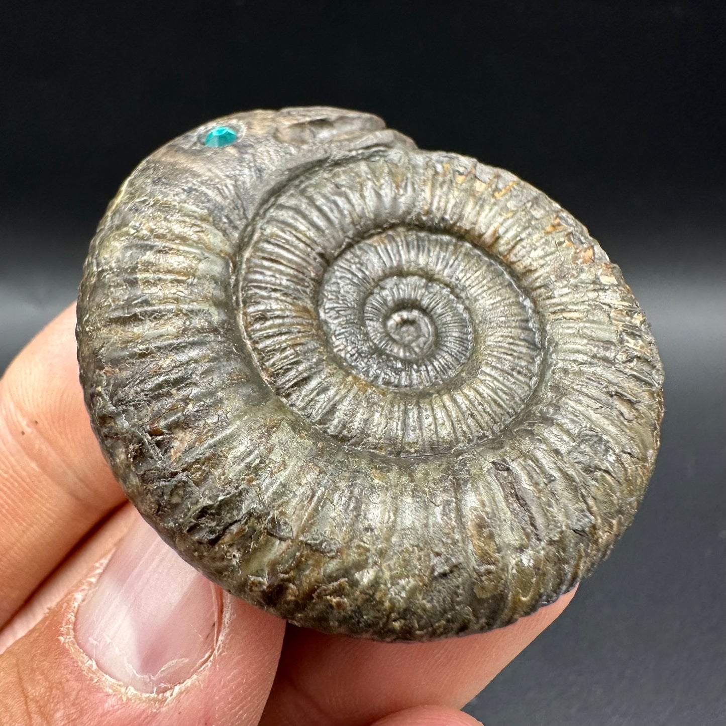 Snakestone Ammonite Fossil With Bag/Box And Stand - Whitby, North Yorkshire Jurassic Coast Yorkshire Fossils