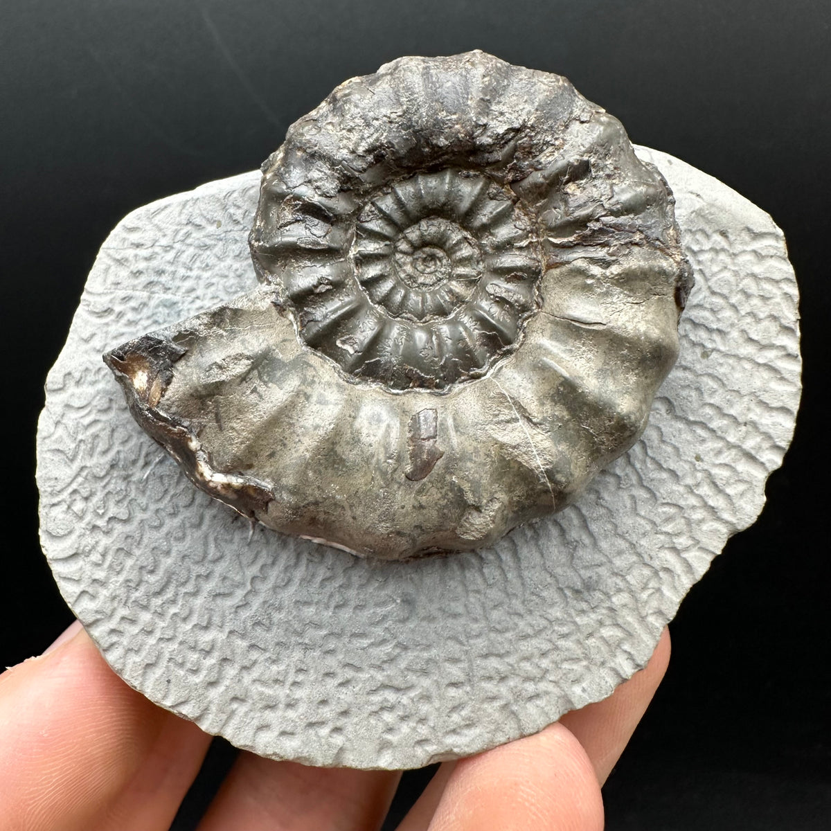 Androgynoceras maculatum ammonite fossil with box and stand - Whitby, North Yorkshire Jurassic Coast Yorkshire Fossils