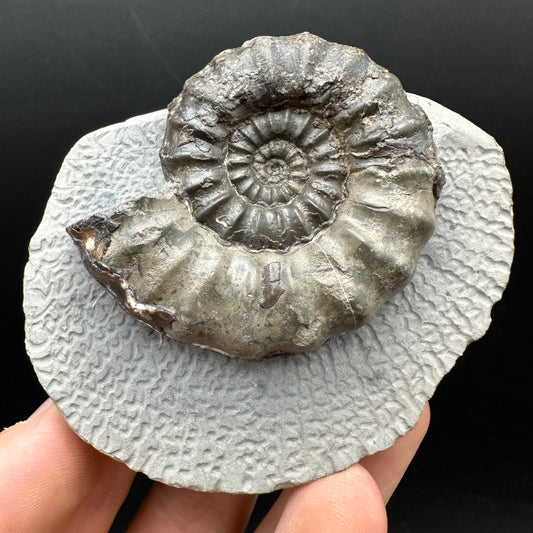 Androgynoceras maculatum ammonite fossil with box and stand - Whitby, North Yorkshire Jurassic Coast Yorkshire Fossils
