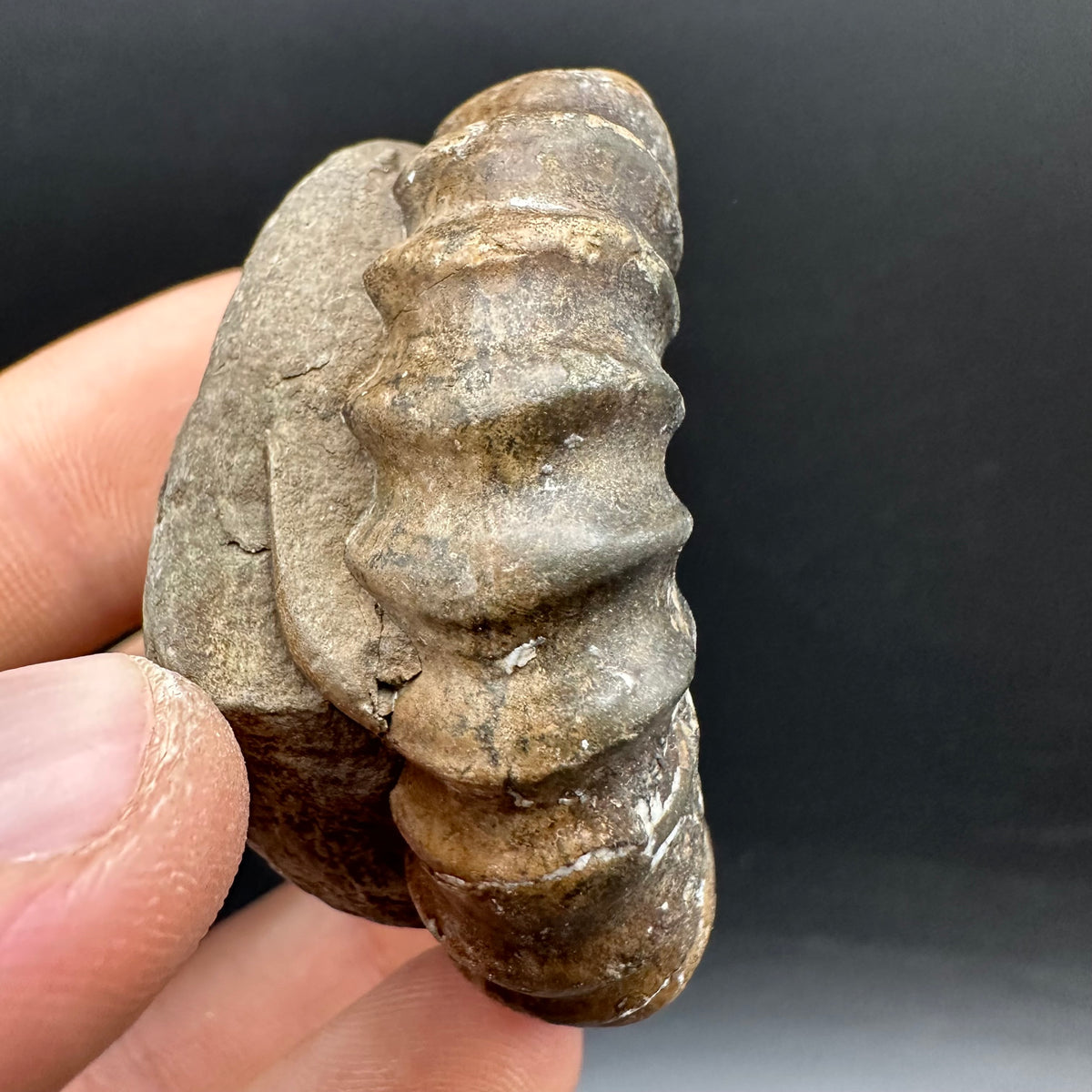 Androgynoceras maculatum ammonite fossil with box and stand - Whitby, North Yorkshire Jurassic Coast Yorkshire Fossils
