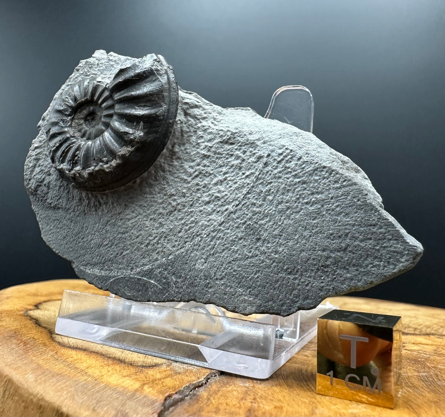 Asteroceras Ammonite fossil with box and stand - Whitby, North Yorkshire Jurassic Coast Yorkshire Fossils