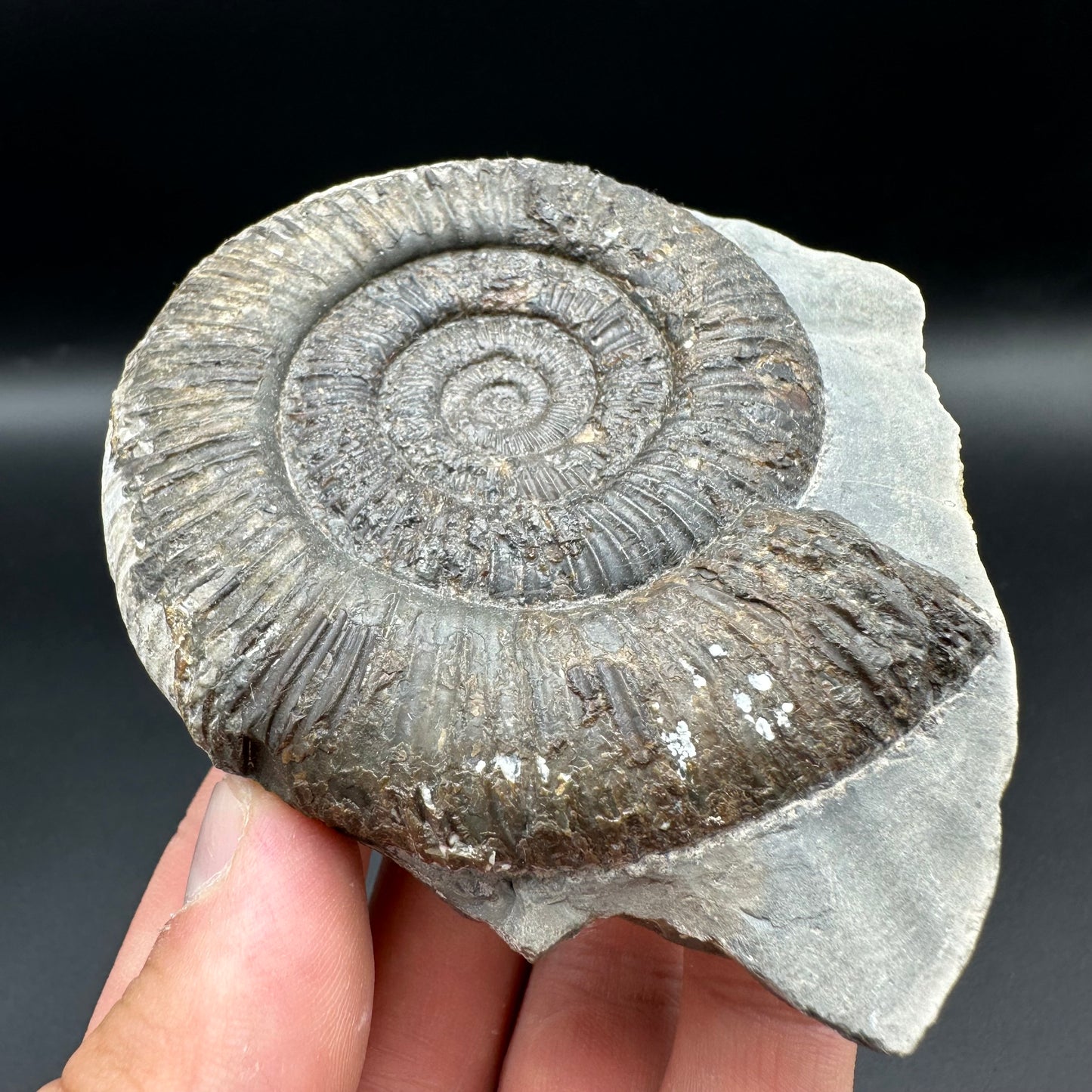 Dactylioceras Ammonite Fossil With Box And Stand - Whitby, North Yorkshire Jurassic Coast Yorkshire Fossils