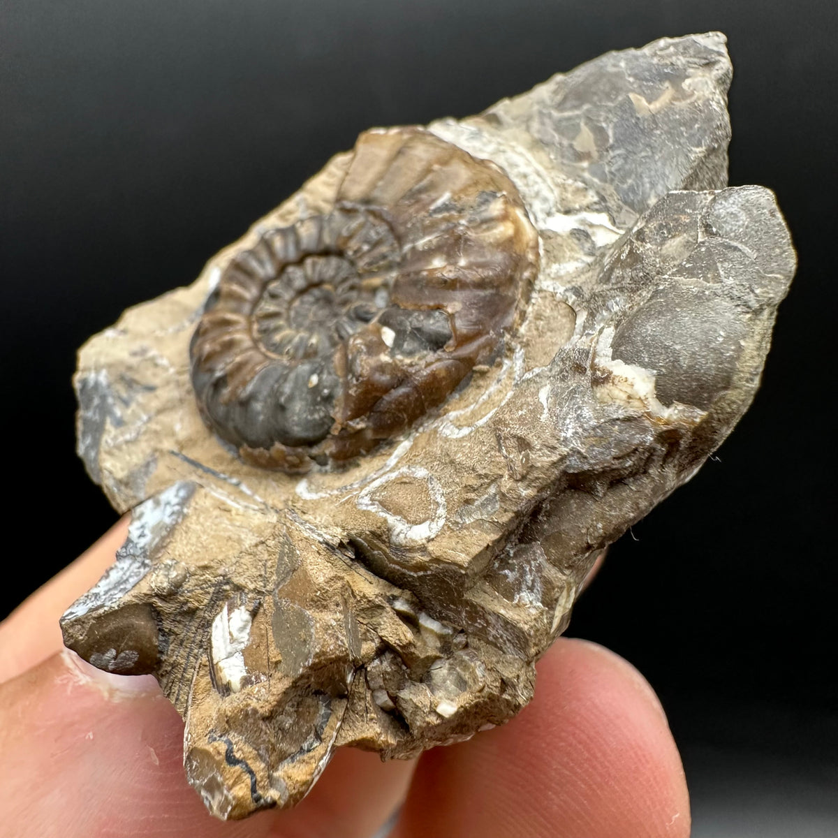 Amaltheus subnodosus Ammonite fossil with stand - Whitby, North Yorkshire Jurassic Coast Yorkshire Fossils
