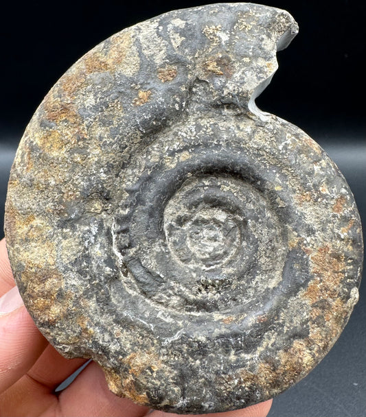 Hildoceras Bifrons Ammonite fossil with box and stand - Whitby, North Yorkshire Jurassic Coast, Yorkshire Fossils from the Jurassic Coast