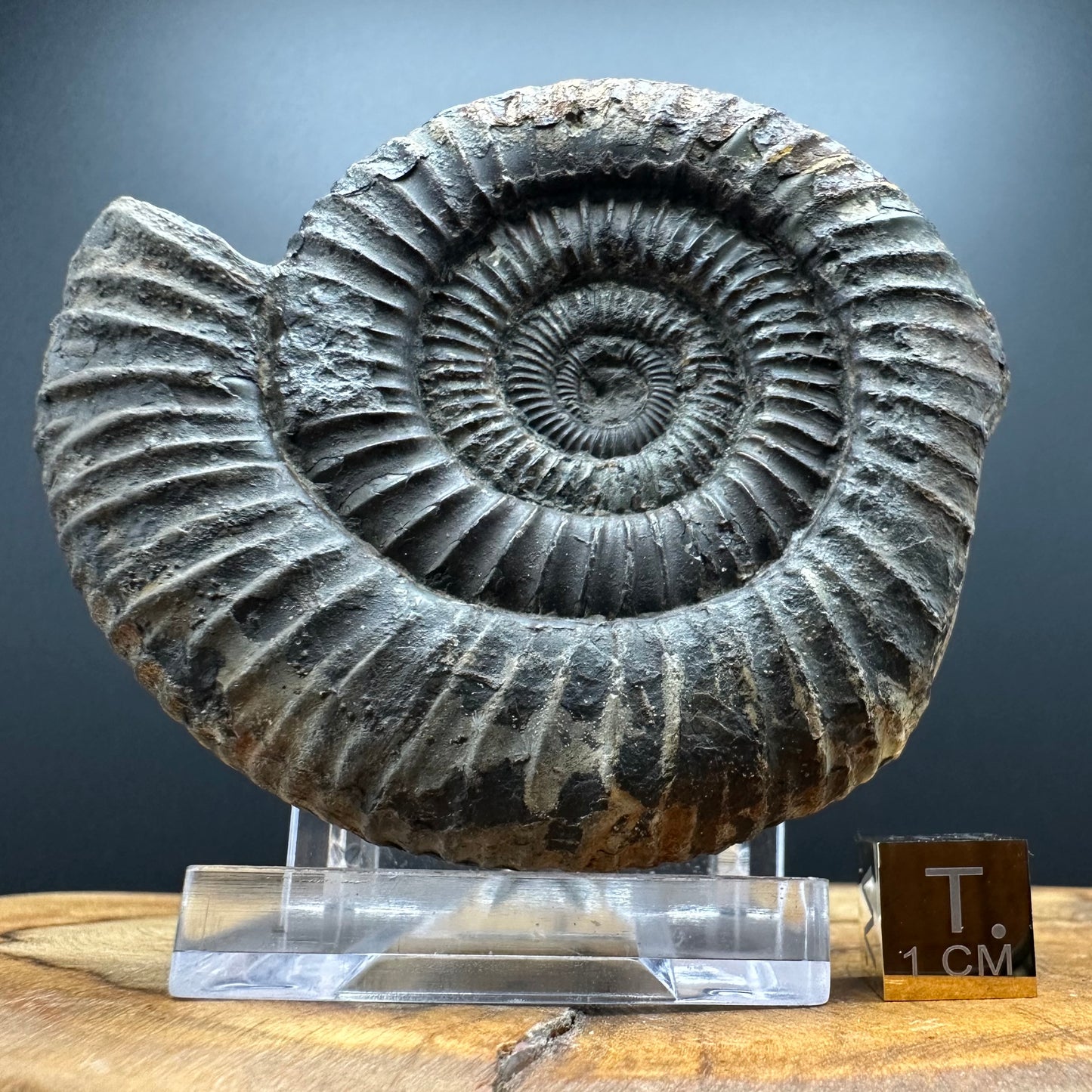 Dactylioceras Ammonite Fossil With box and Stand - Whitby, North Yorkshire Jurassic Coast Yorkshire Fossils
