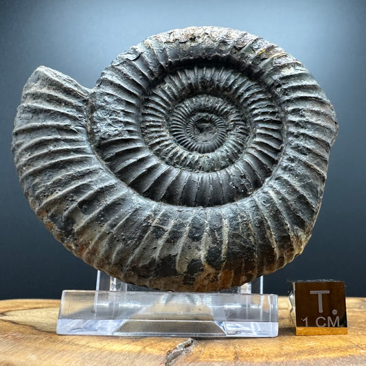 Dactylioceras Ammonite Fossil With box and Stand - Whitby, North Yorkshire Jurassic Coast Yorkshire Fossils