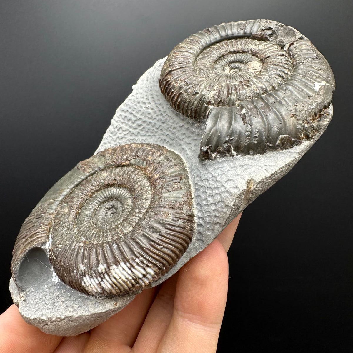 Dactylioceras Ammonite Fossil With Stand - Whitby, North Yorkshire Jurassic Coast Yorkshire Fossils