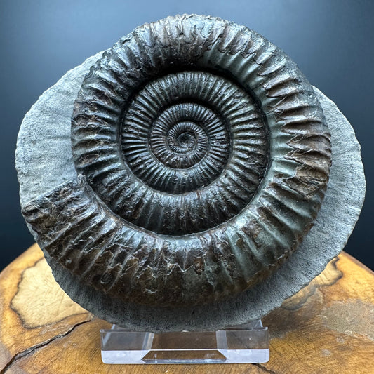 Dactylioceras Ammonite Fossil With box and Stand - Whitby, North Yorkshire Jurassic Coast Yorkshire Fossils