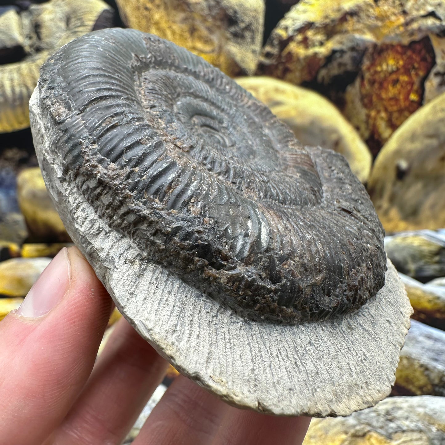 Dactylioceras tenuicostatum ammonite fossil - Whitby, North Yorkshire Jurassic Coast