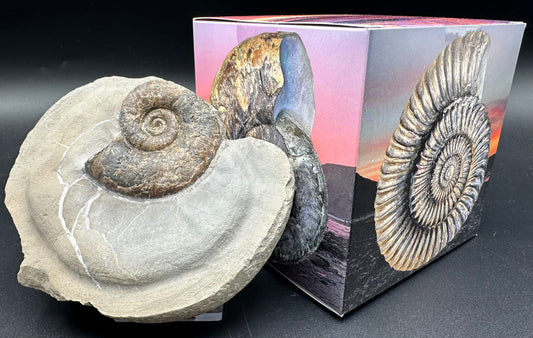 Lytoceras ammonite fossil with box and stand - Whitby, North Yorkshire Jurassic Coast Yorkshire Fossils