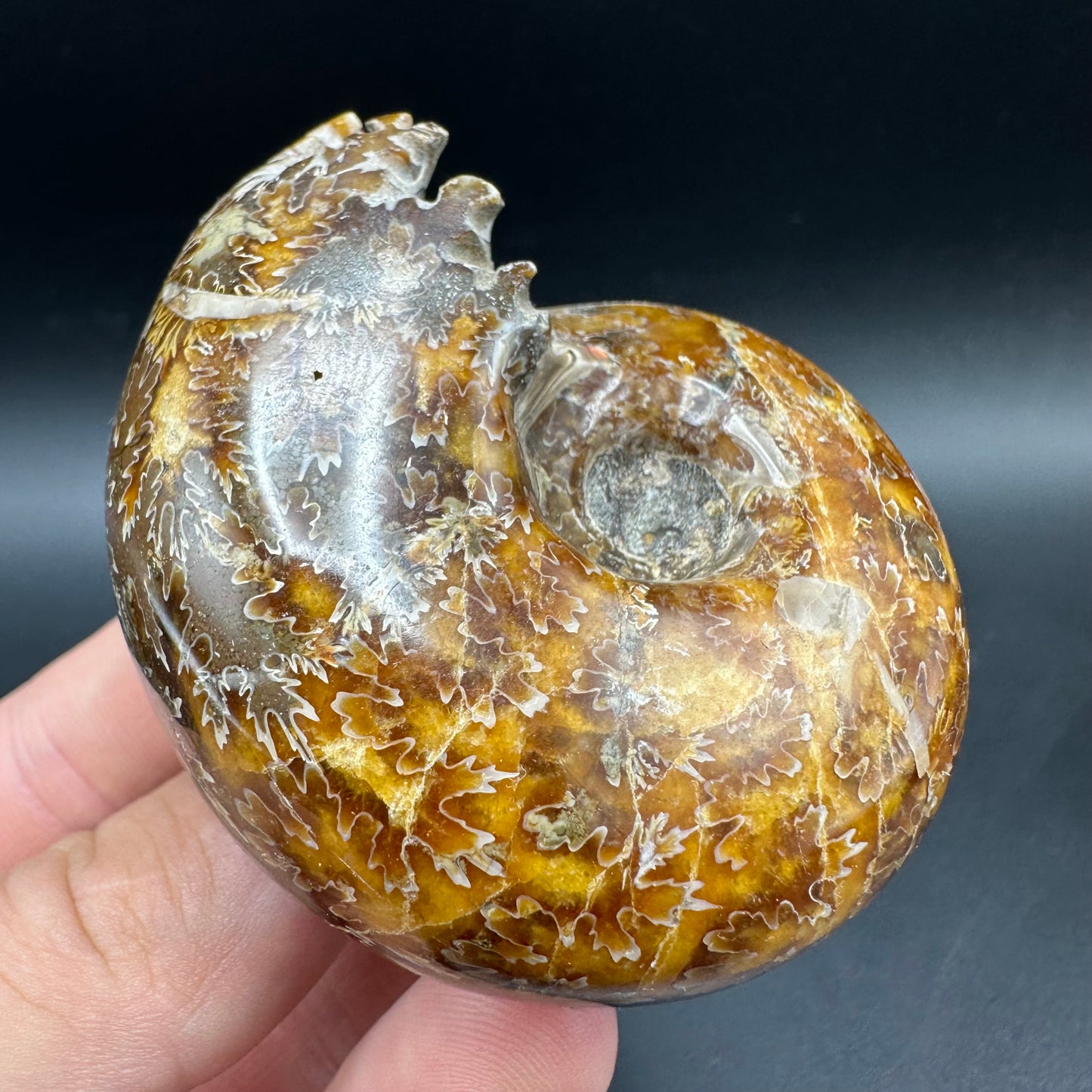 Puzosia Ammonite Fossil With Box And Stand - Cretaceous Ammonite Madagascar