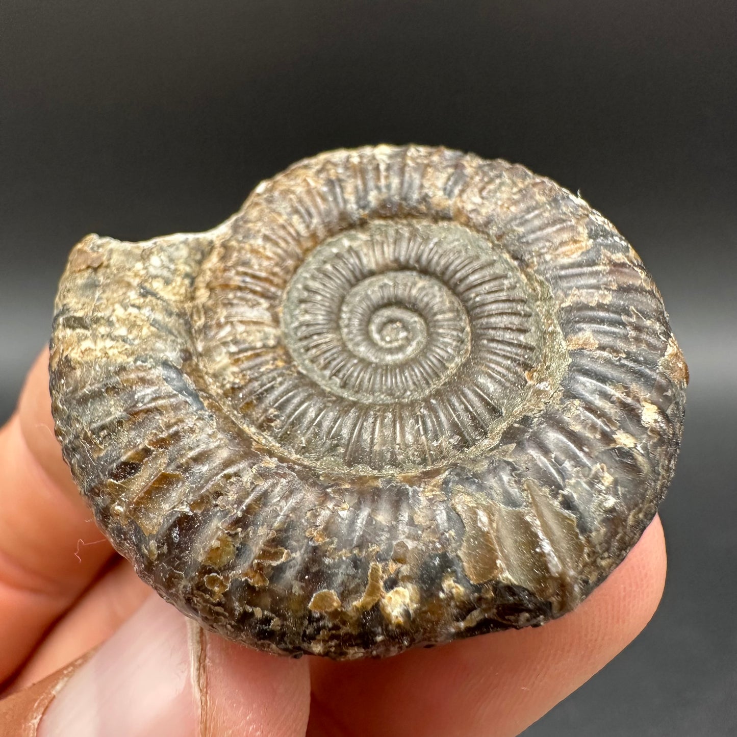 Dactylioceras Ammonite Fossil With Box And Stand - Whitby, North Yorkshire Jurassic Coast Yorkshire Fossils