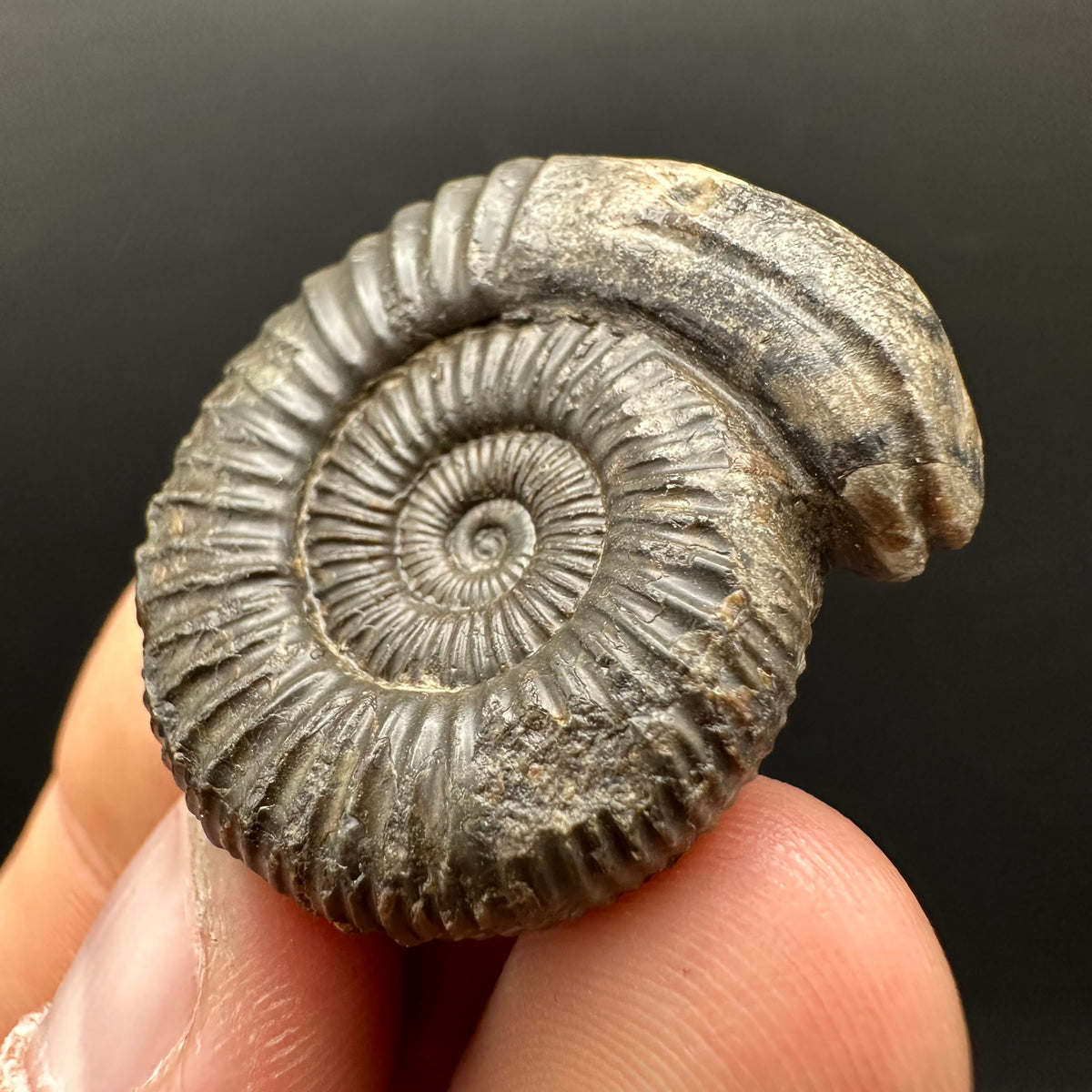 Snakestone Ammonite Fossil With Bag/Box And Stand - Whitby, North Yorkshire Jurassic Coast Yorkshire Fossils