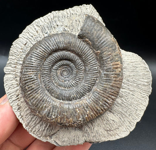 Dactylioceras tenuicostatum Ammonite fossil with box and stand - Whitby, North Yorkshire Jurassic Coast