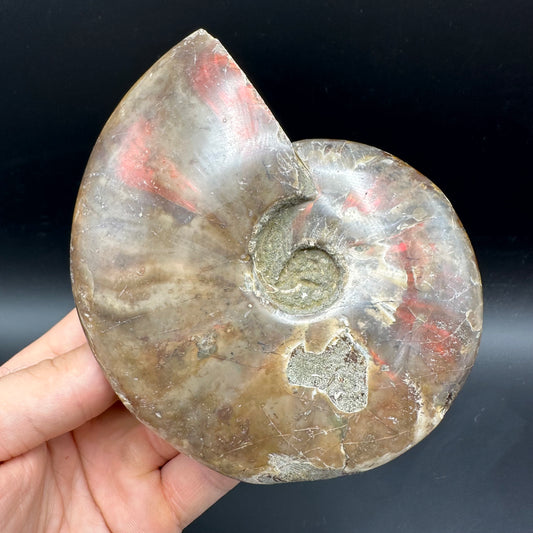 Cleoniceras Ammonite Fossil With Box And Stand - Cretaceous Ammonite Madagascar