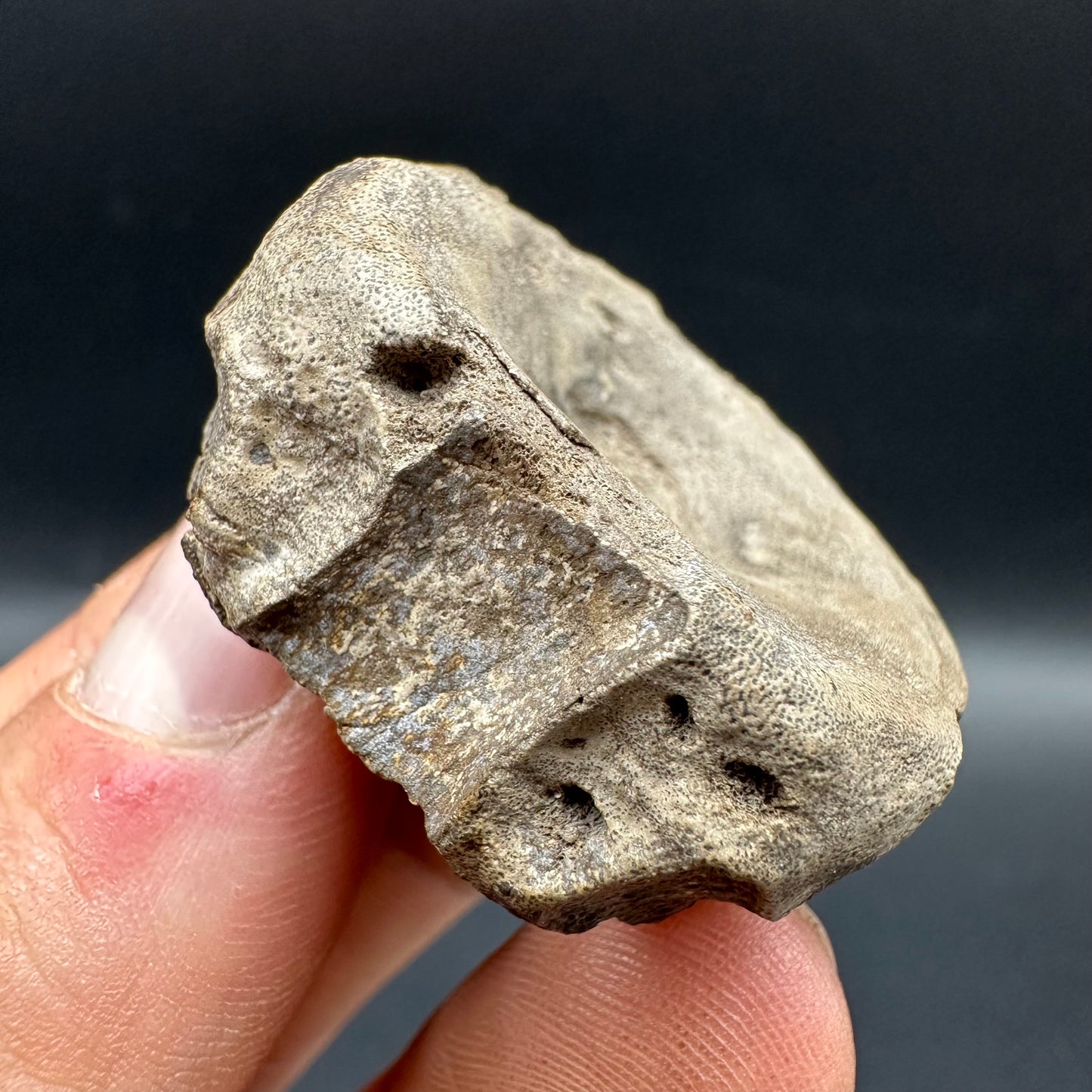 Ichthyosaur Vertebra fossil with box and stand - Whitby, North Yorkshire Jurassic Coast, Yorkshire fossils found on the Jurassic Coast