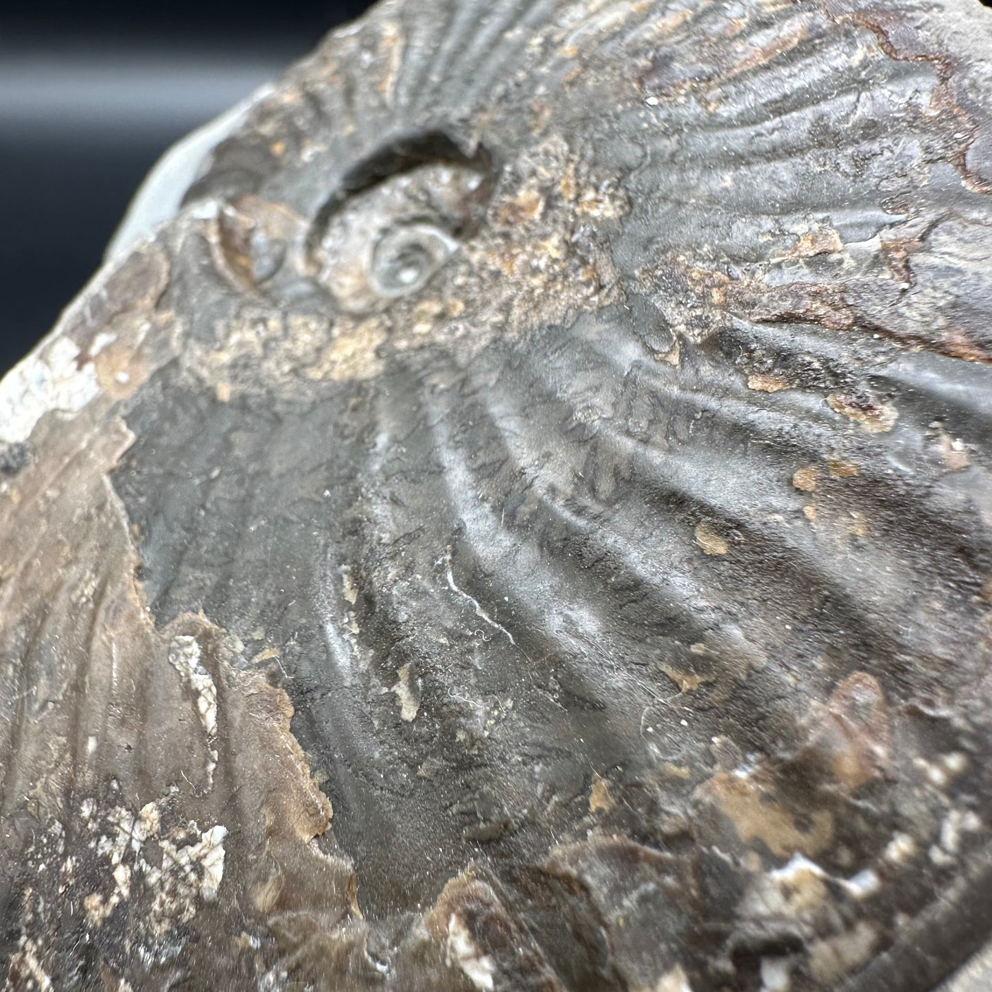 Pseudolioceras lythense ammonite fossil with box and stand - Whitby, North Yorkshire, Yorkshire Fossils on the Jurassic Coast