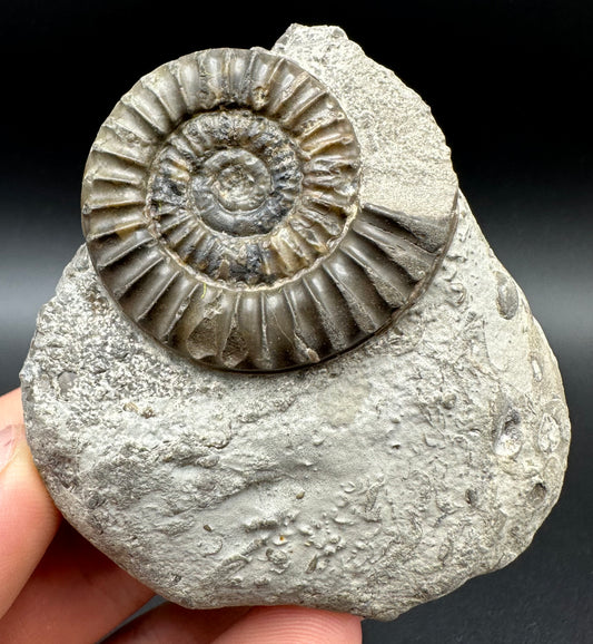 Arnioceras ammonite shell fossil with box and stand - Whitby, North Yorkshire Jurassic Coast Yorkshire Fossils
