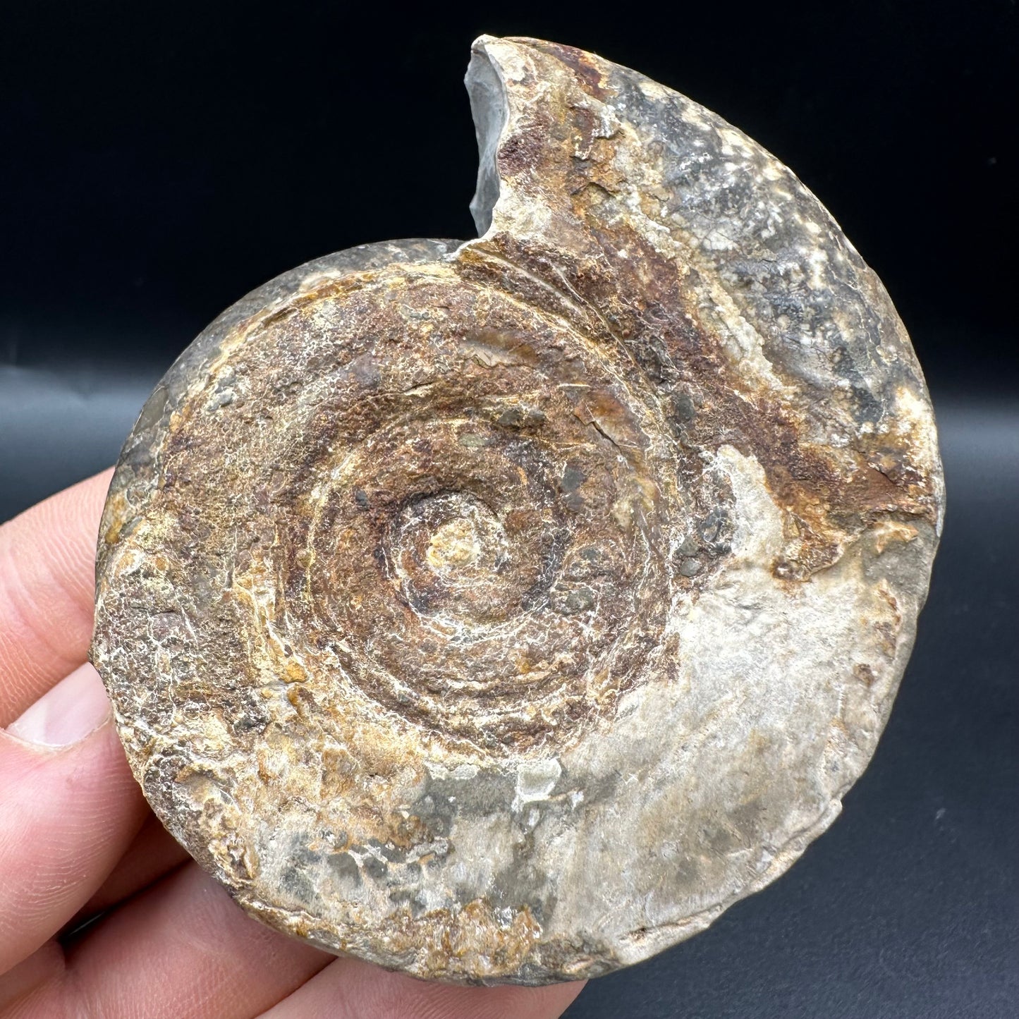 Hildoceras Bifrons Ammonite fossil with box and stand - Whitby, North Yorkshire Jurassic Coast, Yorkshire Fossils from the Jurassic Coast