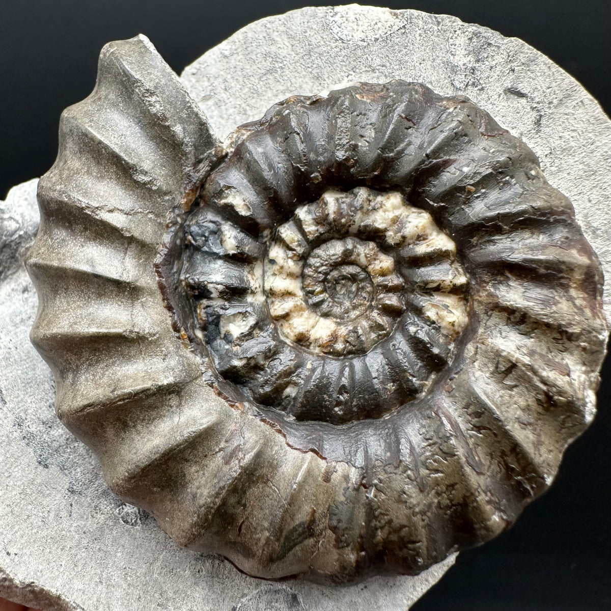 Androgynoceras maculatum ammonite fossil with box and stand - Whitby, North Yorkshire Jurassic Coast Yorkshire Fossils